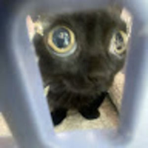 Meet your Posher, Nosfum